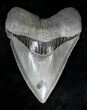 Stunning South Carolina Megalodon Tooth #19207-1